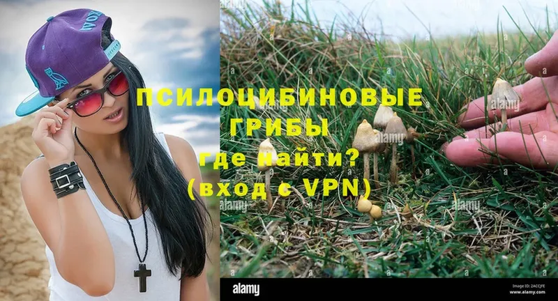 Галлюциногенные грибы Psilocybe  блэк спрут tor  Шлиссельбург 